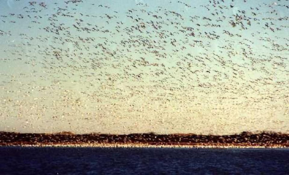 Snow Geese
