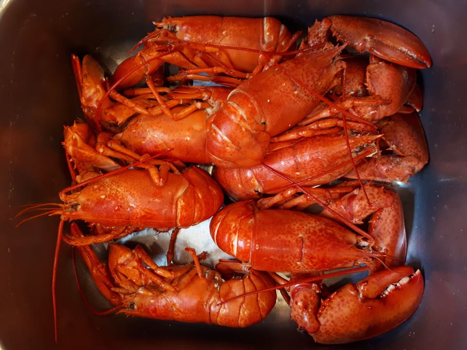 Lobster dinner!