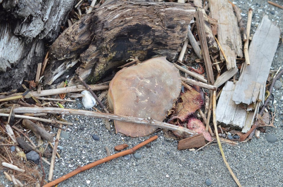 Beach-combing is a common activity