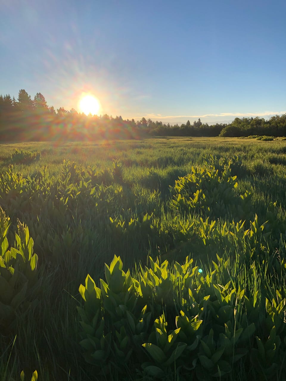 Sunrise in the Meadow - Summer