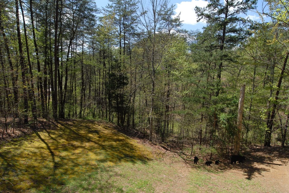 Cabin in Pigeon Forge "Back to Nature" - Back yard