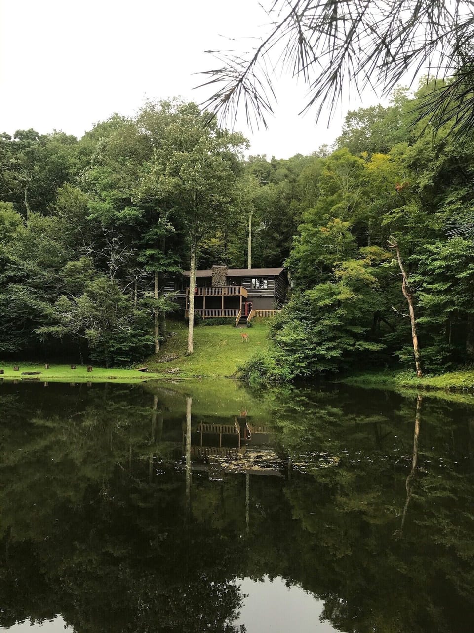 View of Annie’s Cabin from across the pond with a young deer in the yard