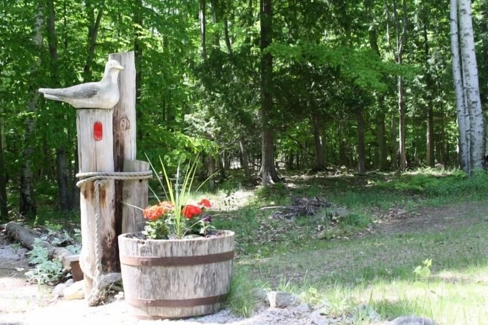 Back yard, looking into the woods.