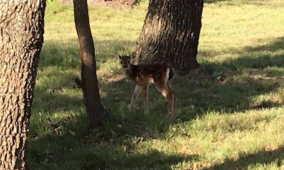 Common sighting in the spring.
