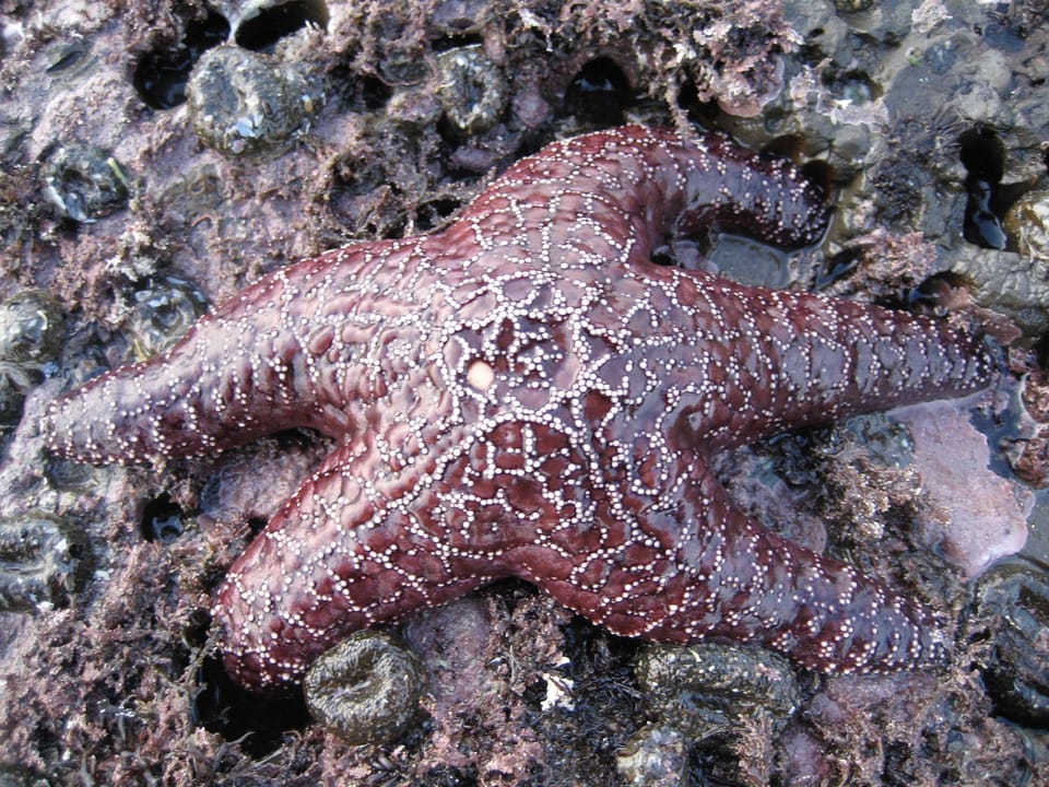 tide pools at Agate Beach, a close walk
