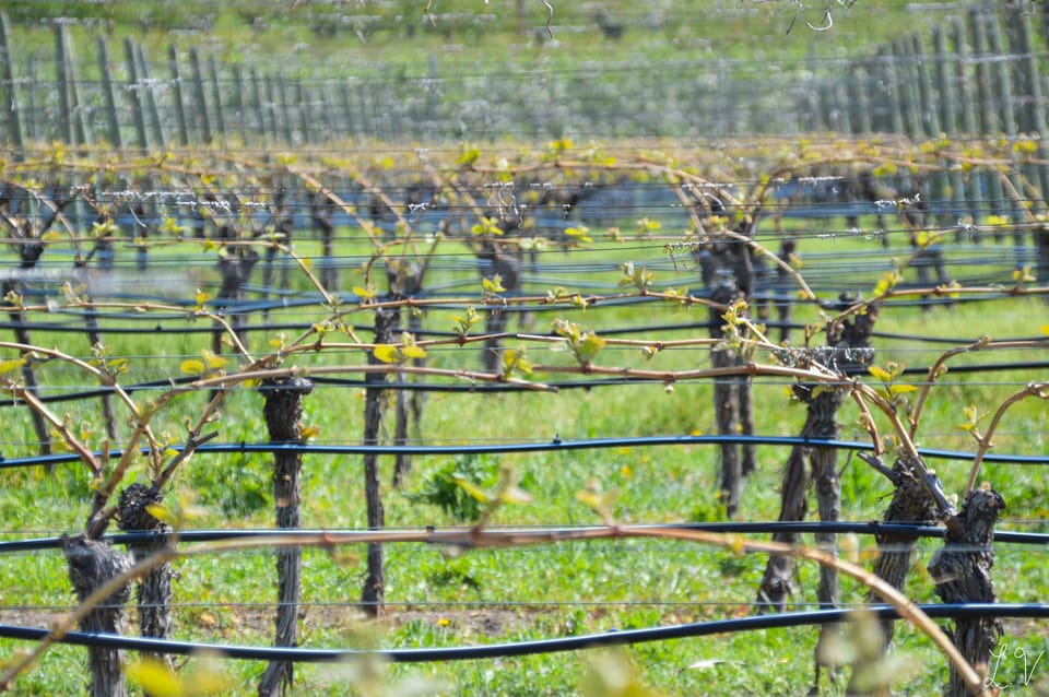 Early spring vineyard view