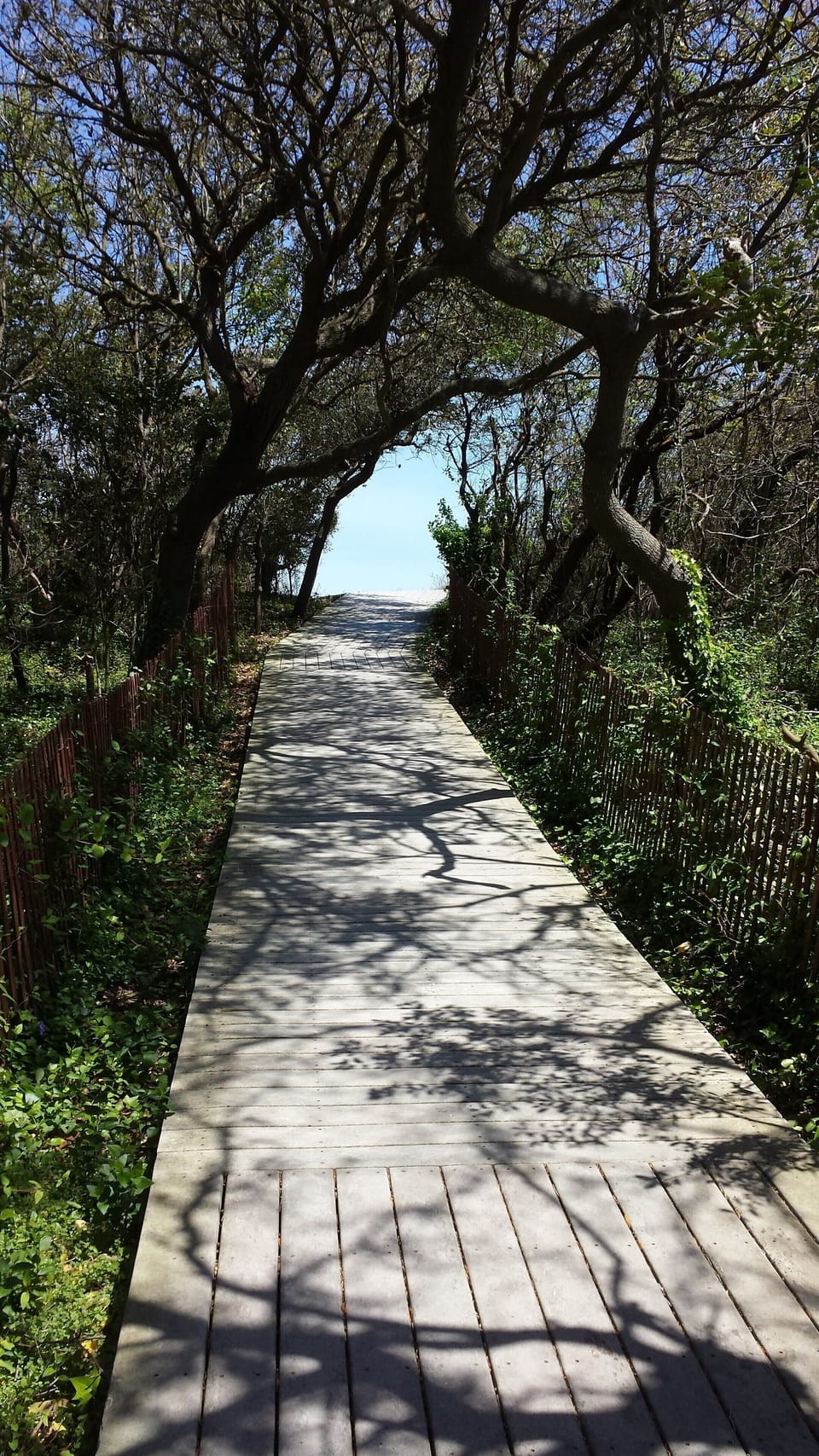Scenic wooded walkway path to the beach