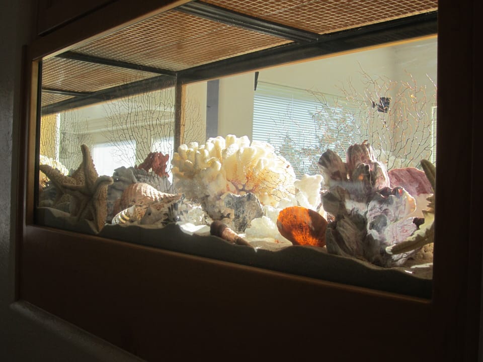 Terrarium in hallway to half bath & laundry room.