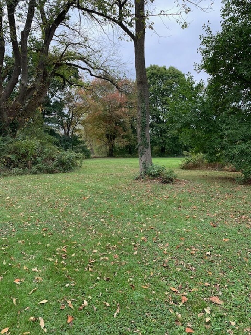 Spacious yard
