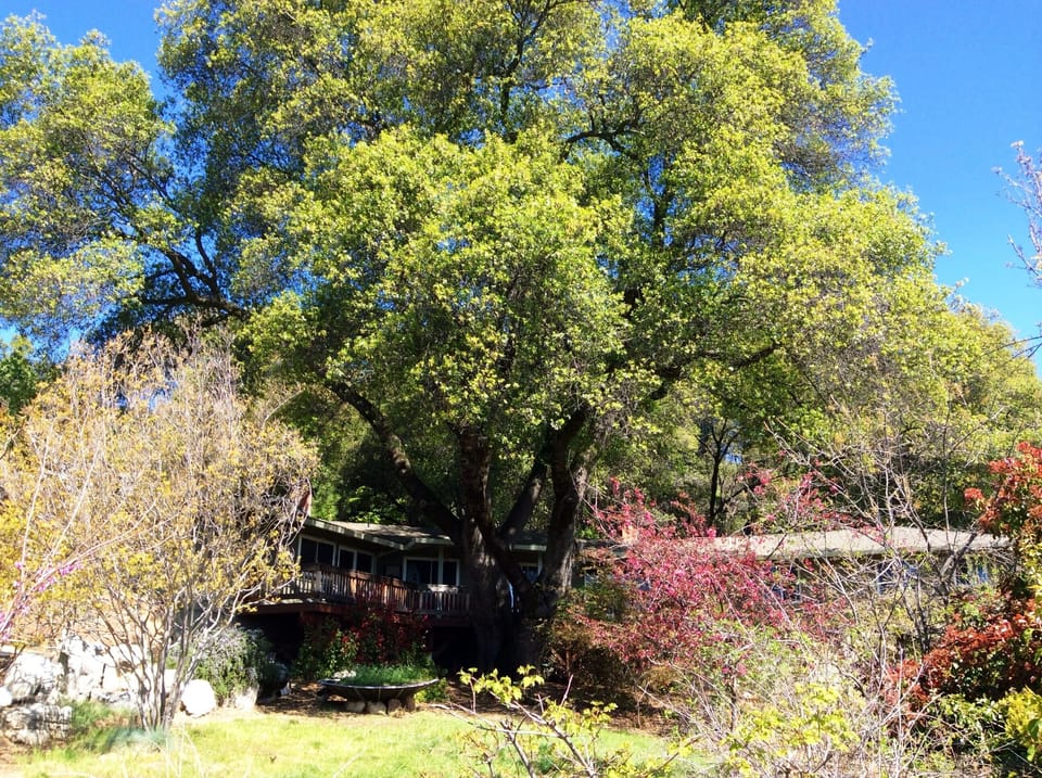 Ye Olde Oak Tree