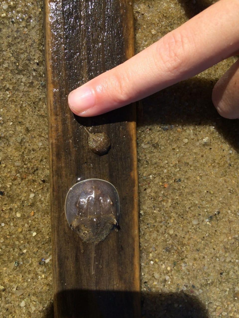 Creature's of Paine's Creek