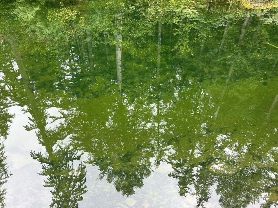 Swimpond with organics on the bottom. 