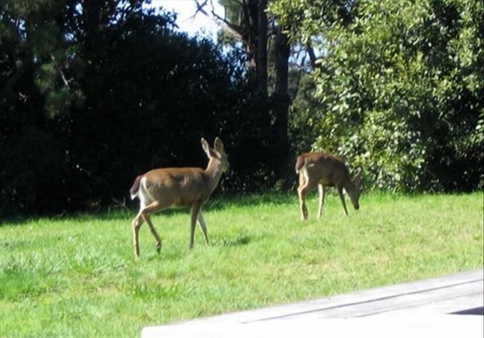 Deer right off the deck.Lots of visiting quail,rabbits,and wild turkeys too!