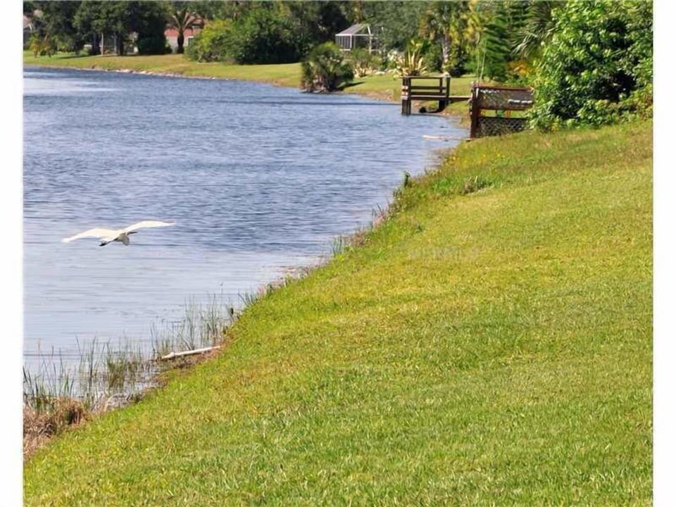backyard bird watching