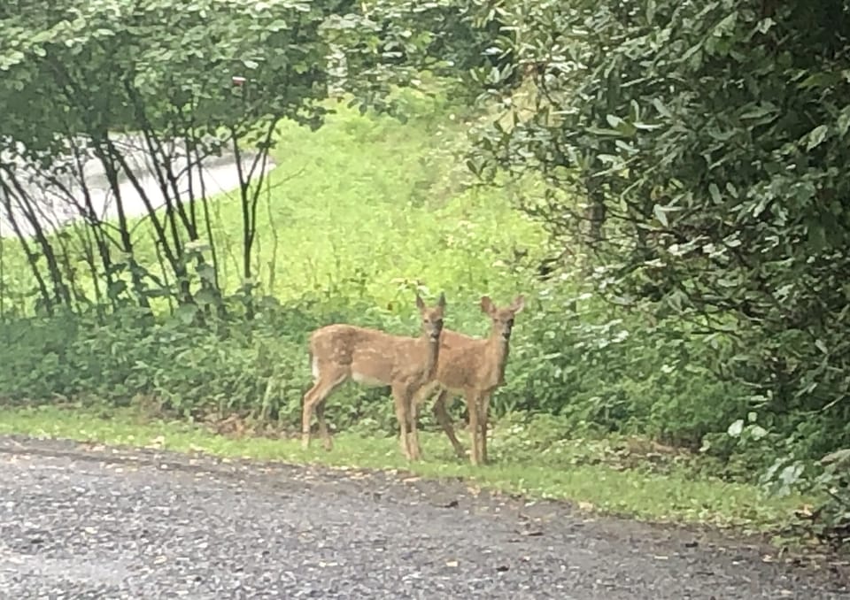 Baby deer visiting... so cute!