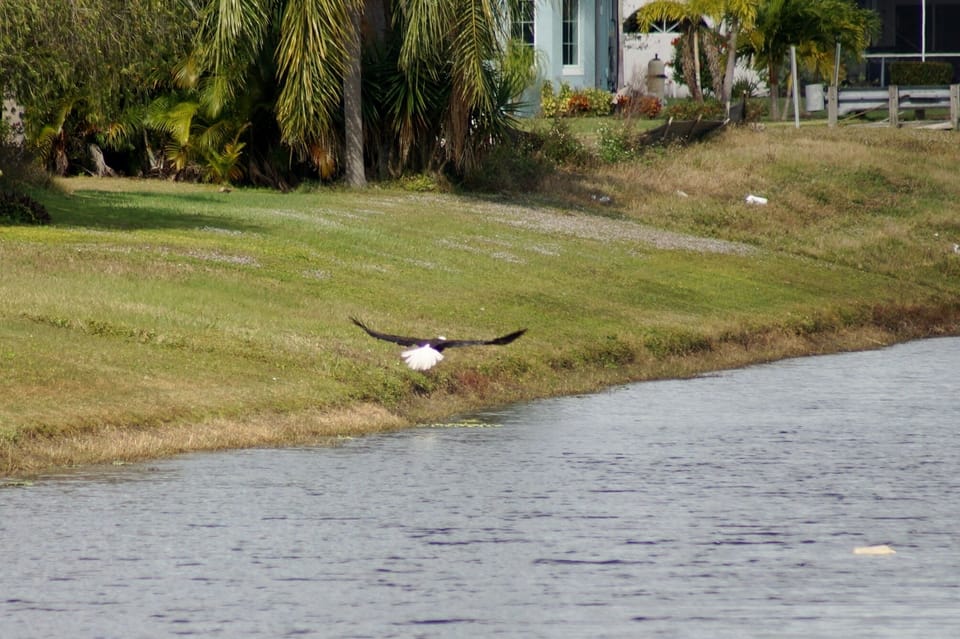 Bald eagle...Photo taken by our guest Graham.