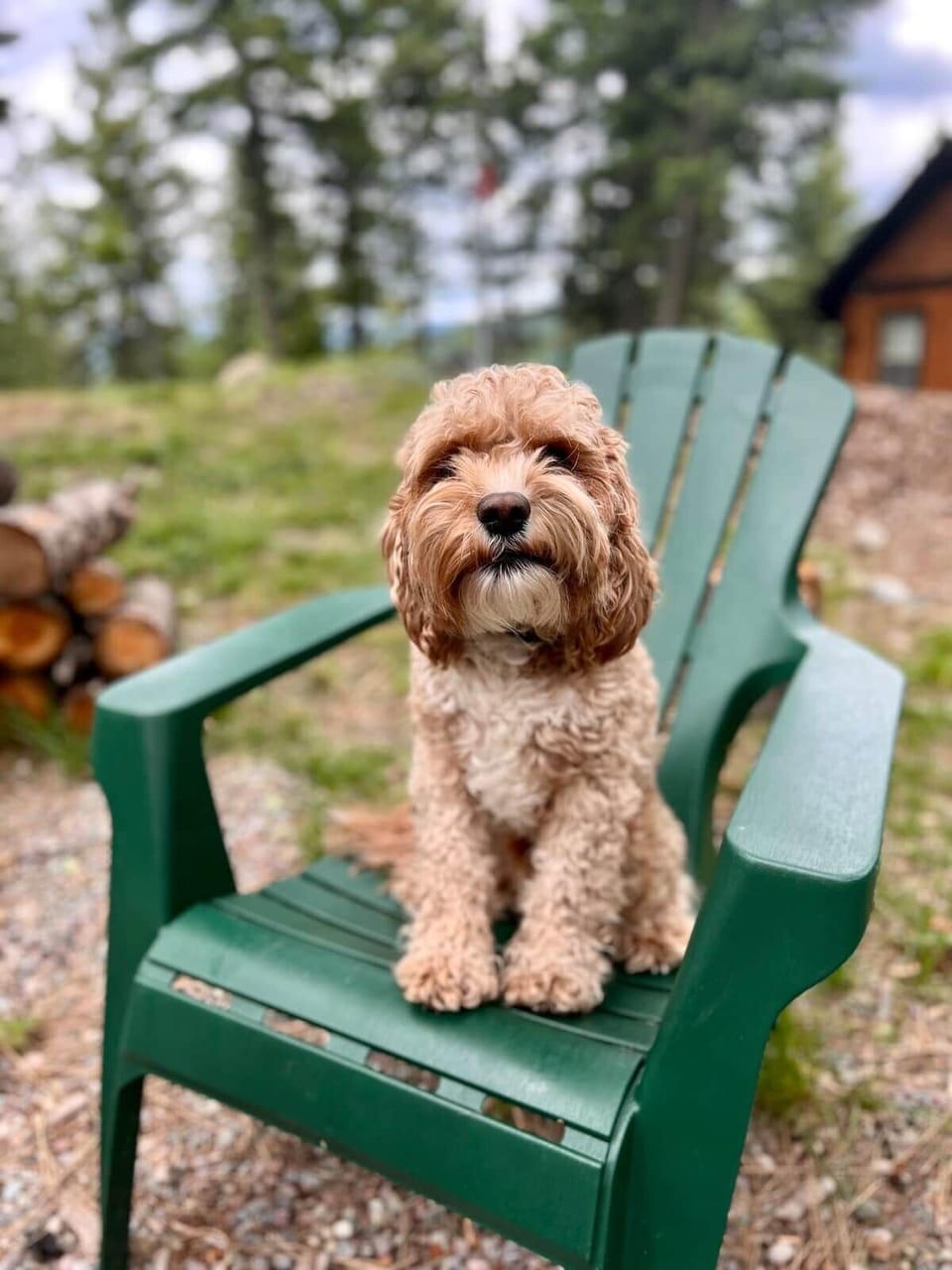Shared Space - Dogs Welcome!