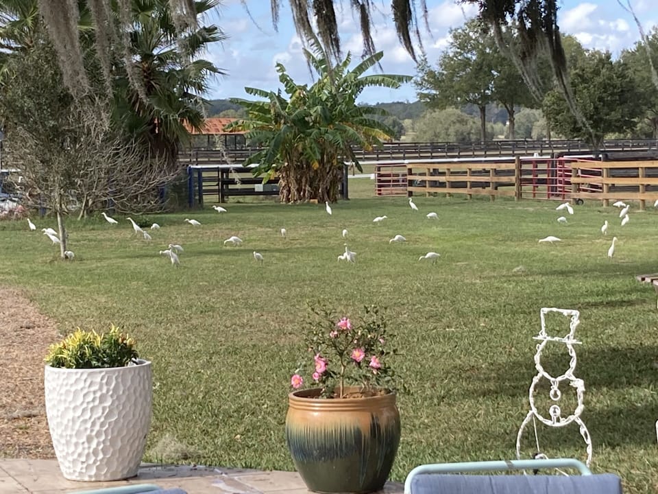 Yard