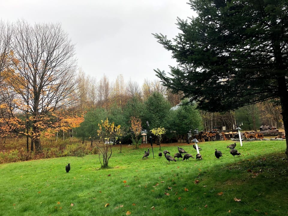 Birdfeeder view - Vue sur la mangeoire à oiseaux
