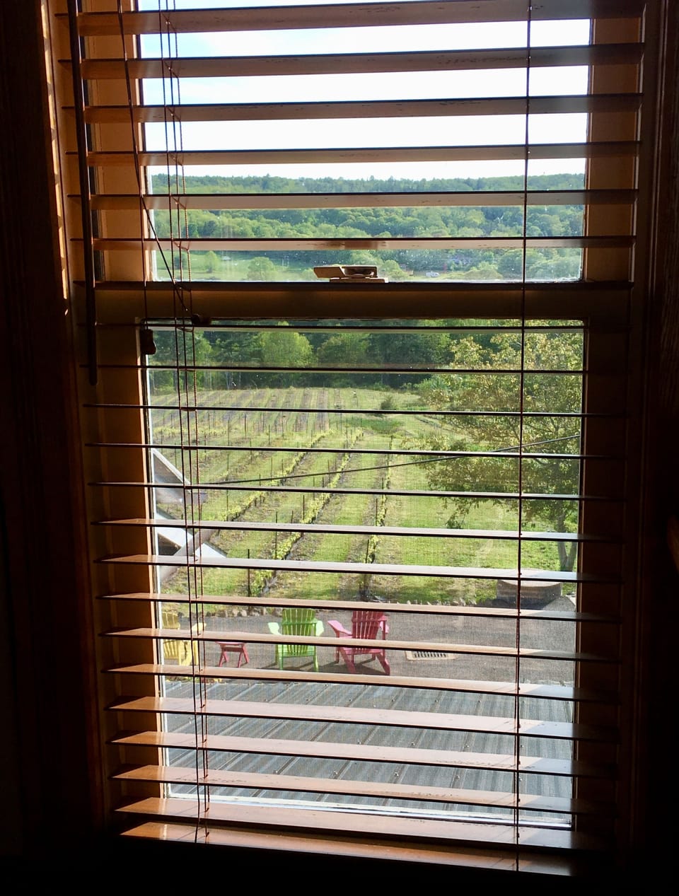 Glimpse of the vineyard from table in guest room