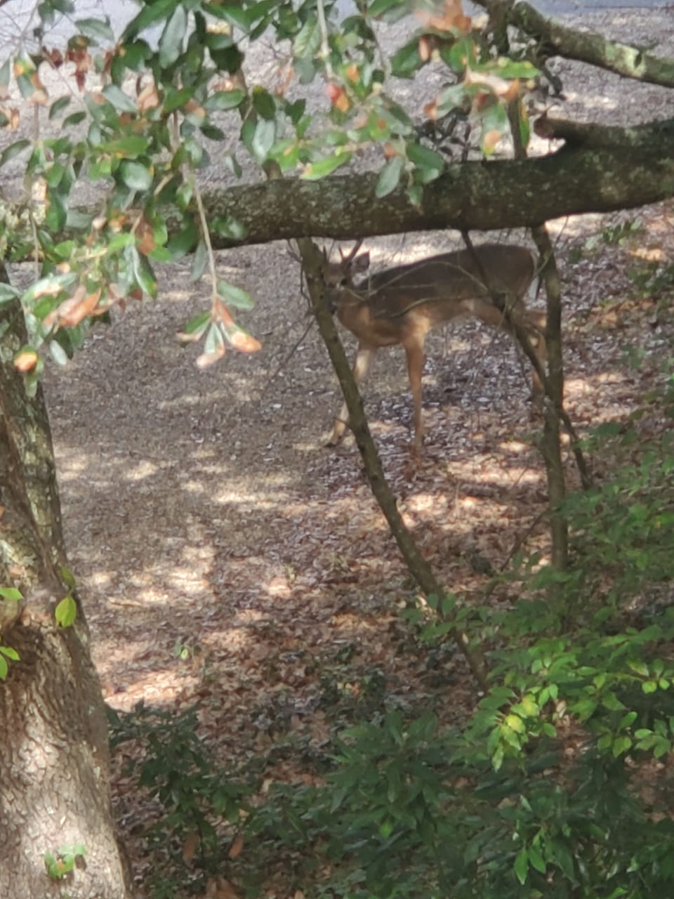 Deer love our yard