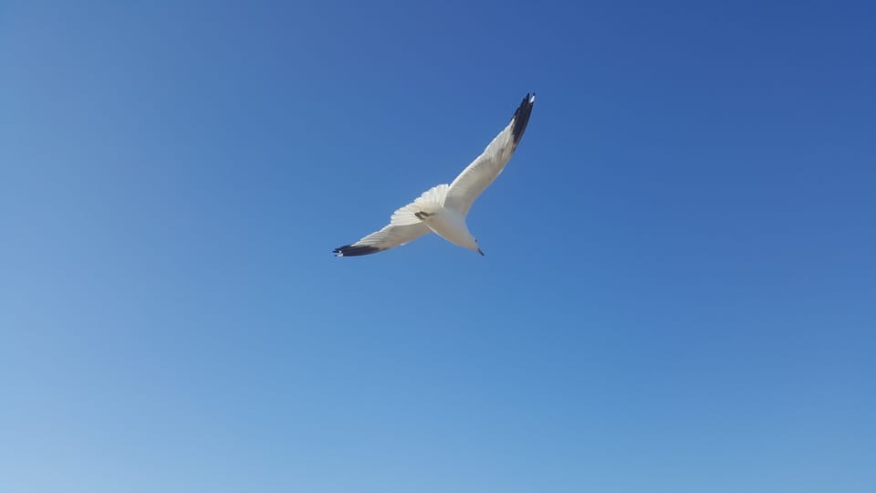Blue Skies and feathered friends