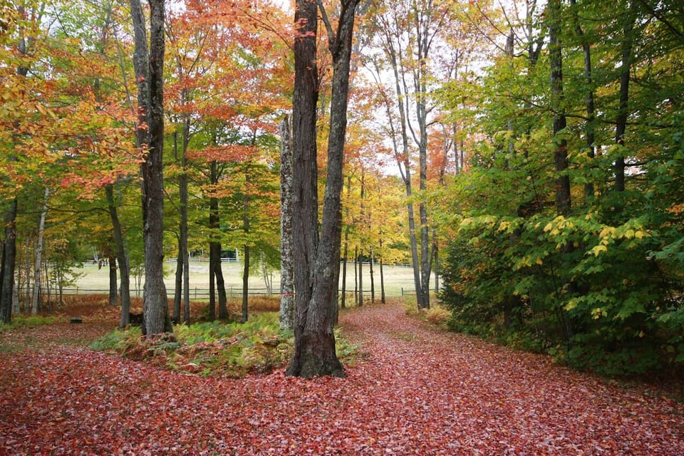Autumn driveway to house