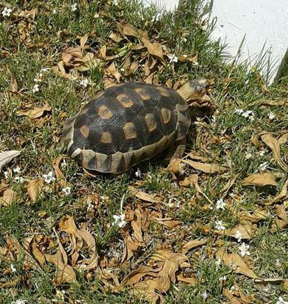 tortoise crossing the road