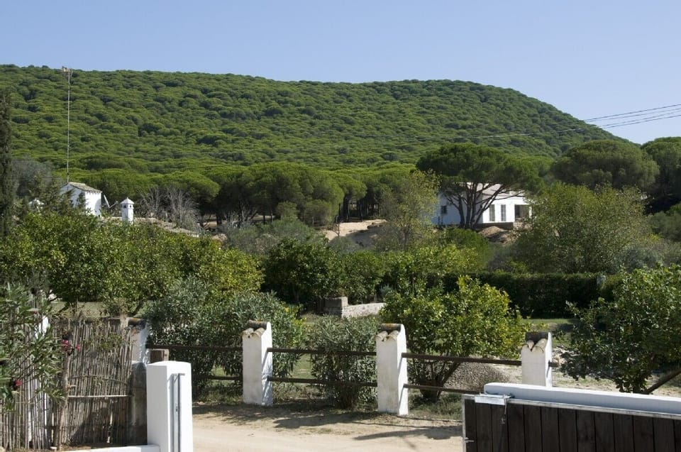 View from garden to pine forest