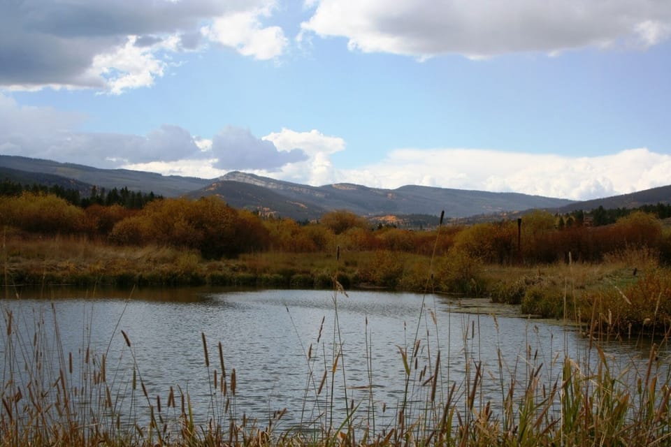 Pole Creek Pond #7 Meadow