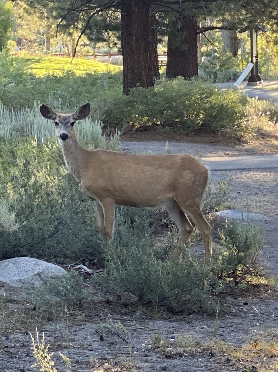 Deer in the park right next to the condo