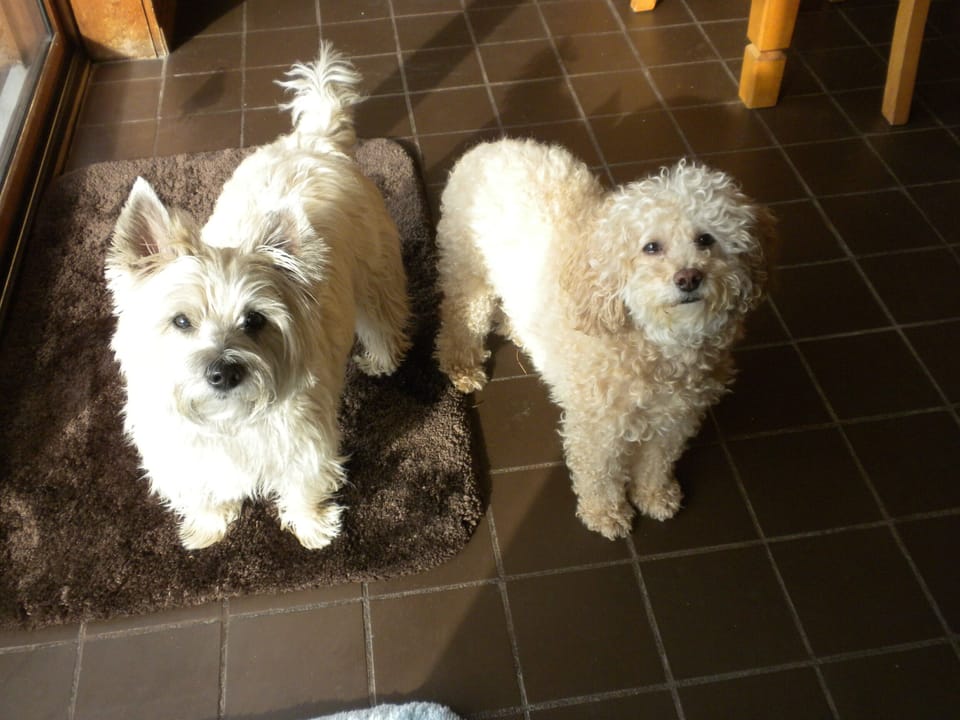 Isabelle and Crystal will greet you, if you like beautiful princesses.