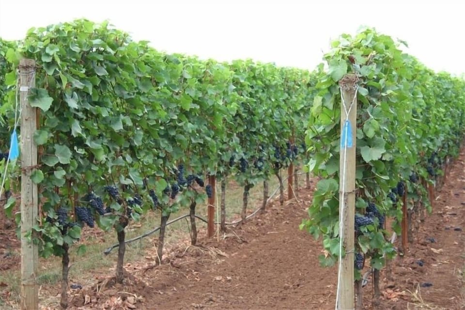 Archery Summit - Renegade Ridge vineyard ready for harvest.