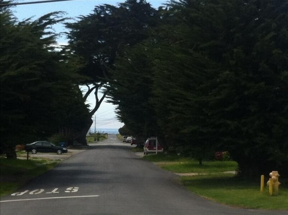 The drive down Poplar St passes below cypress trees on the way to our beach home