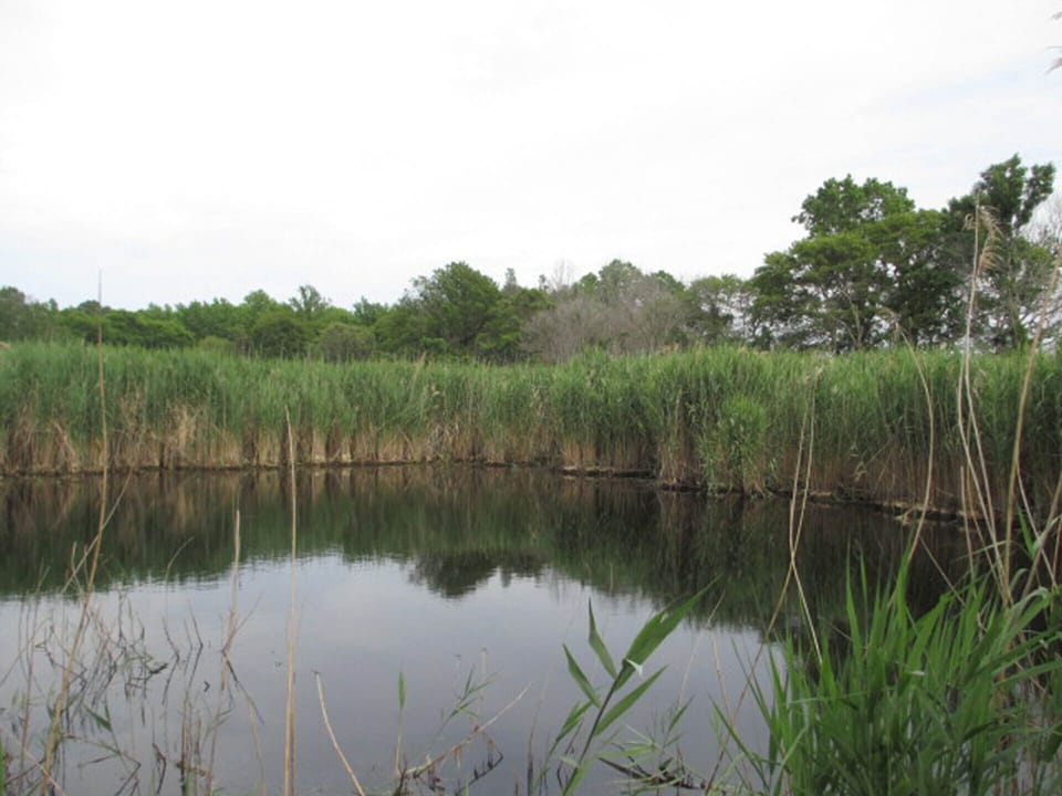 The pond behind the cottage - view from the small back deck of the twin bedroom.