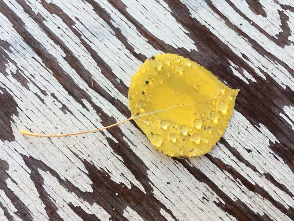 Colorado Fall Aspen Leaf