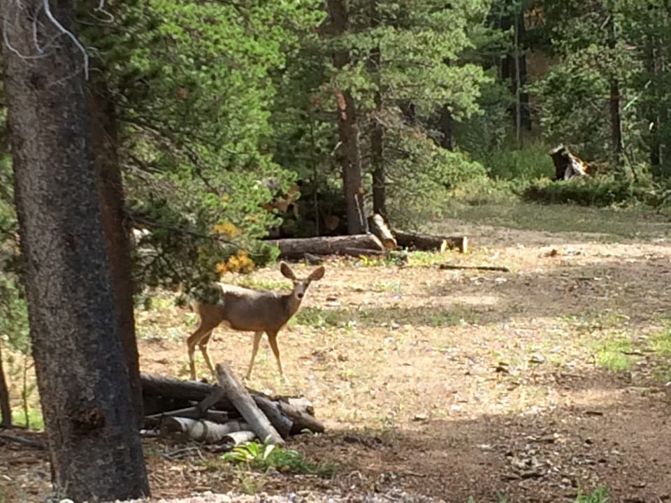 You may be lucky enough to see Wildlife Visitors during your stay...