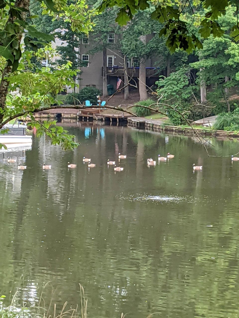 ducks in our lake