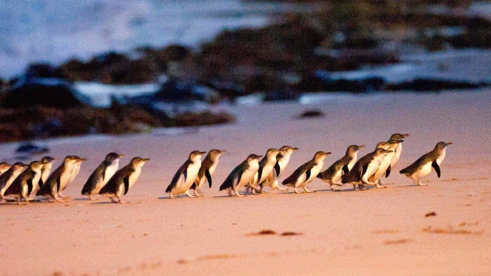 Penguin Parade