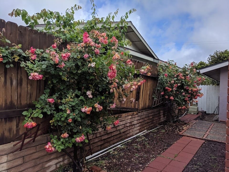 Roses in the Side Yard