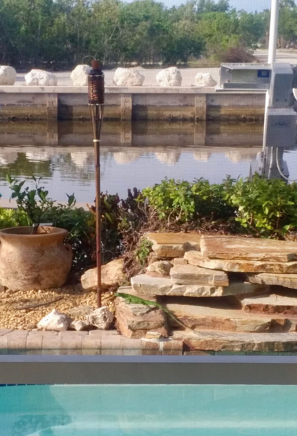 Our friendly neighborhood iguana