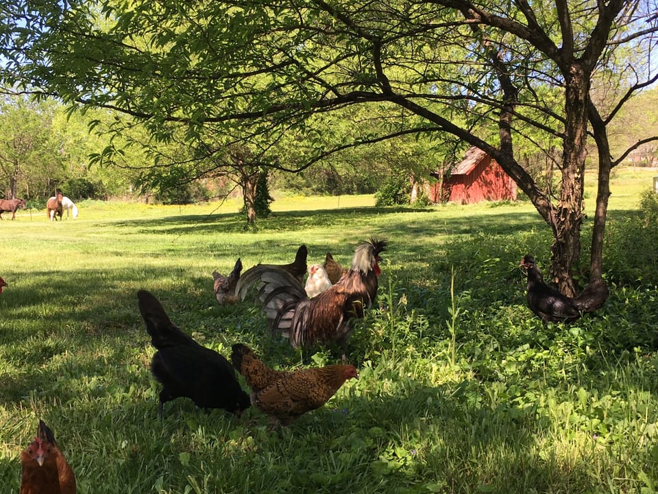 Farm friends 