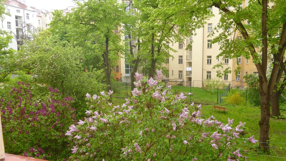 Garden from bedroom window