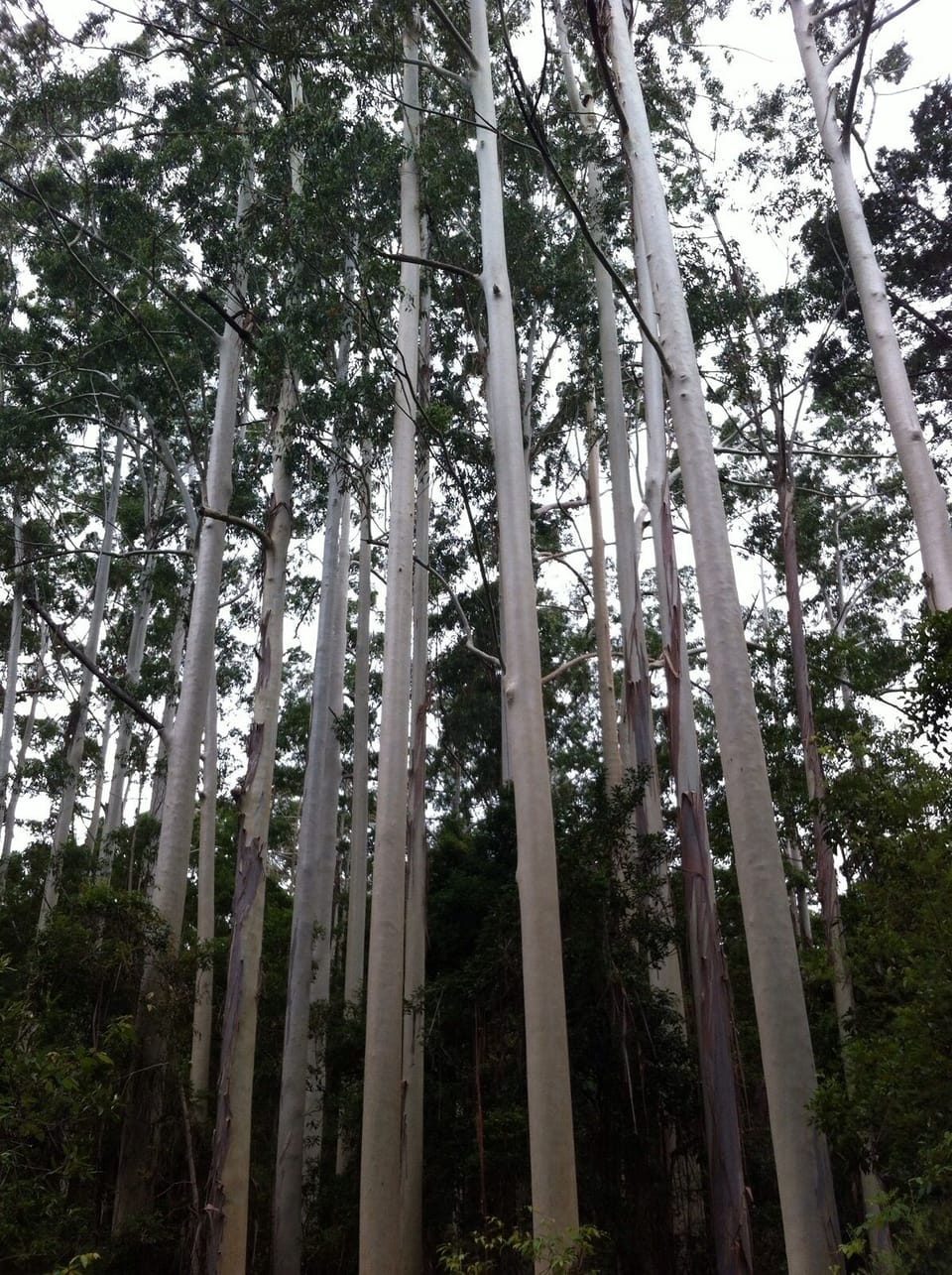Straight white eucalyptus at Central Station
