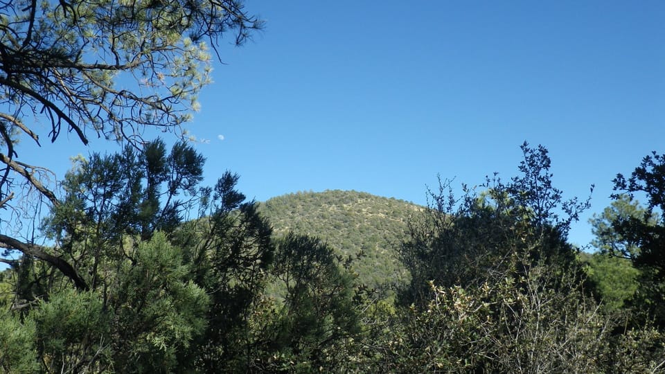 Pinos Altos -- the tall pines around the casita.