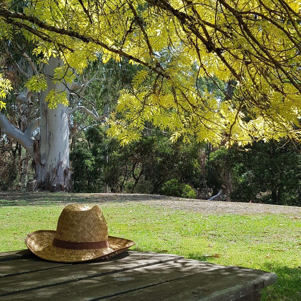 Autumn along the banks of the river