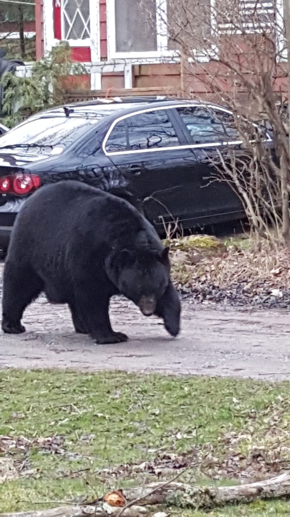 A visiting BIG Bear.