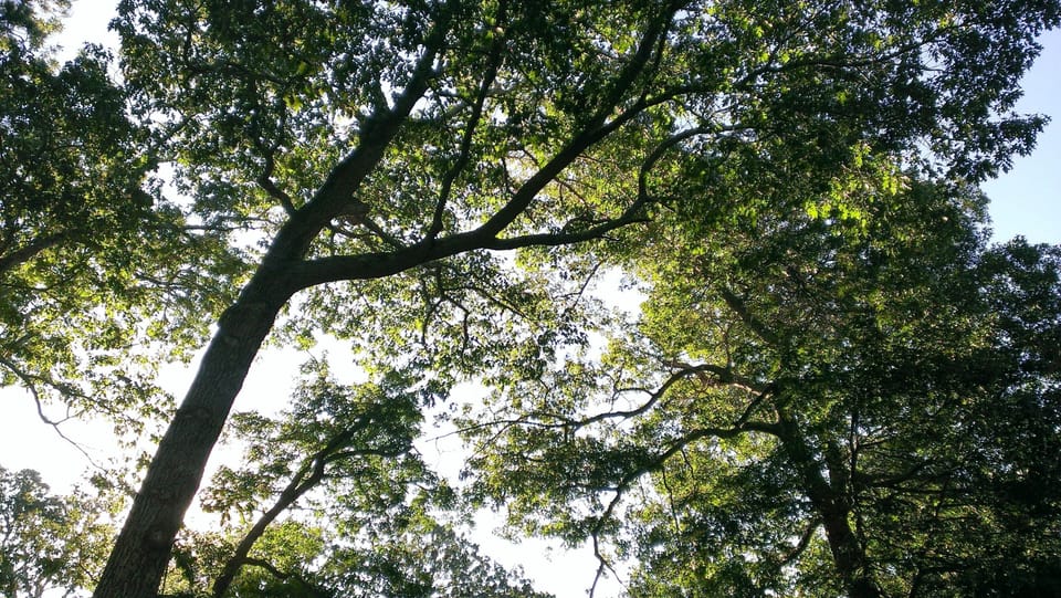 Look up to see a canopy of Oak trees.  This is where the cottage gets its name. 