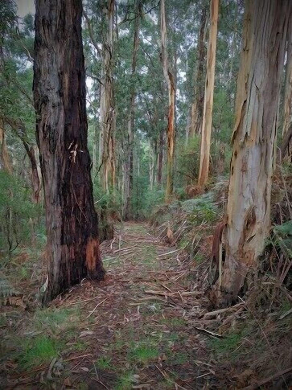 forest walk
