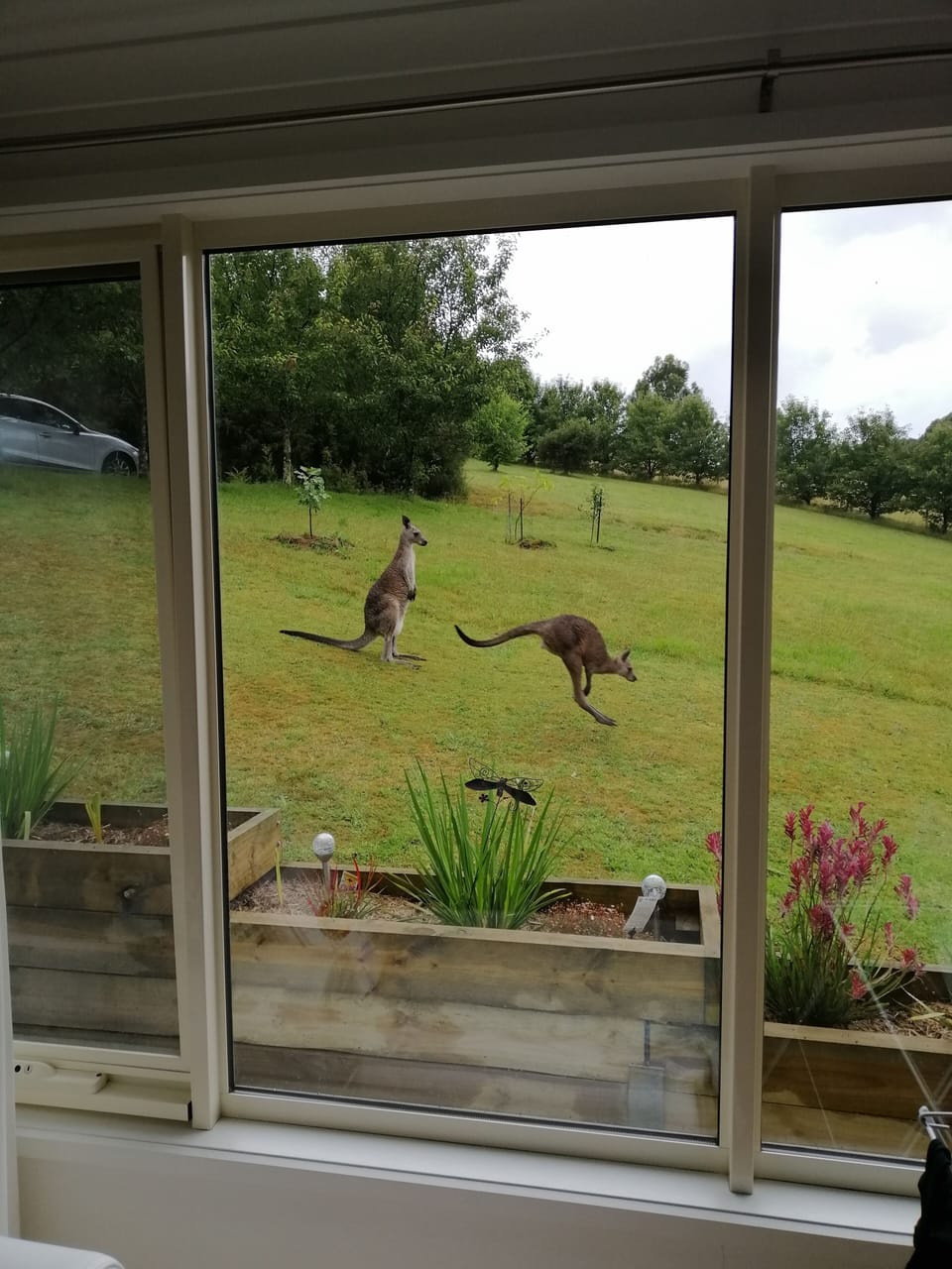 If you’re lucky the kangaroos might visit.